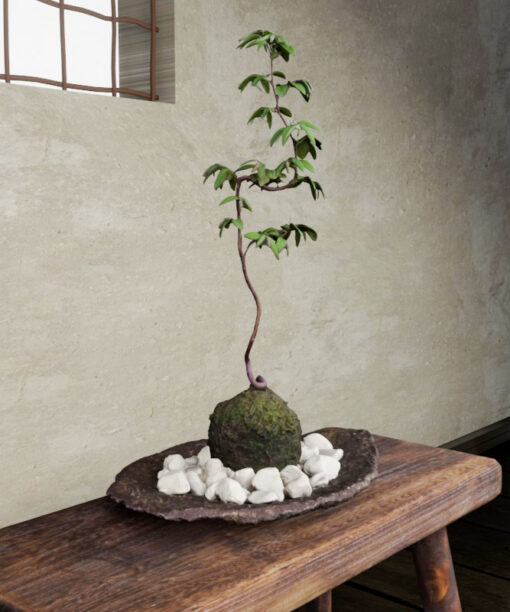 Free-3Dmodel-mossball-plants01