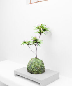 Free-3Dmodel-mossball-plants