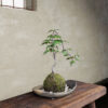 Free-3Dmodel-mossball-japanese-plants