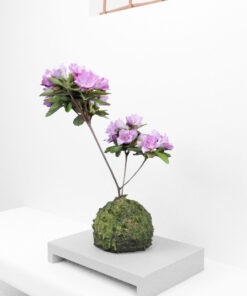 Free-3Dmodel-mossball-japanese-plants-tsutsuji